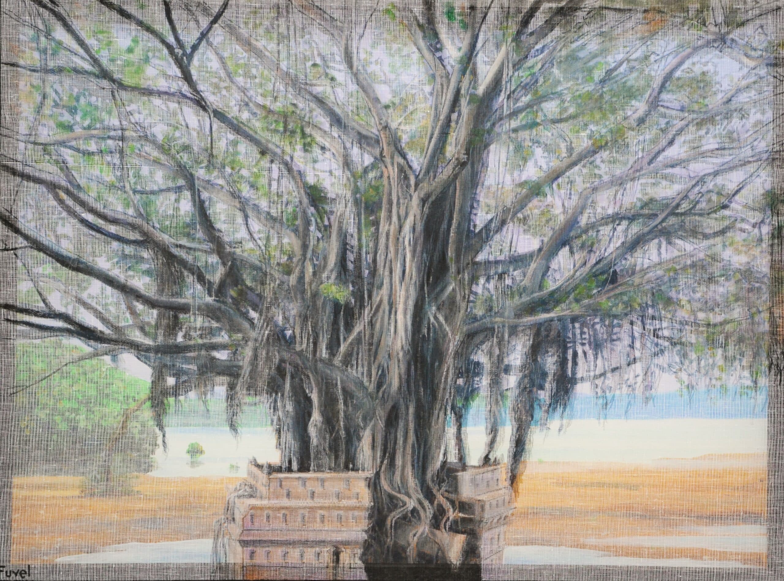 Fuvel-le géant de Mahébourg-60×80-2023 Le ficus géant de Mahébourg