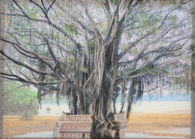 Le ficus géant de Mahébourg